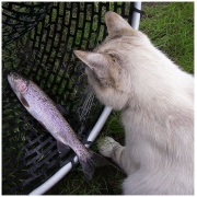 Saltyfish