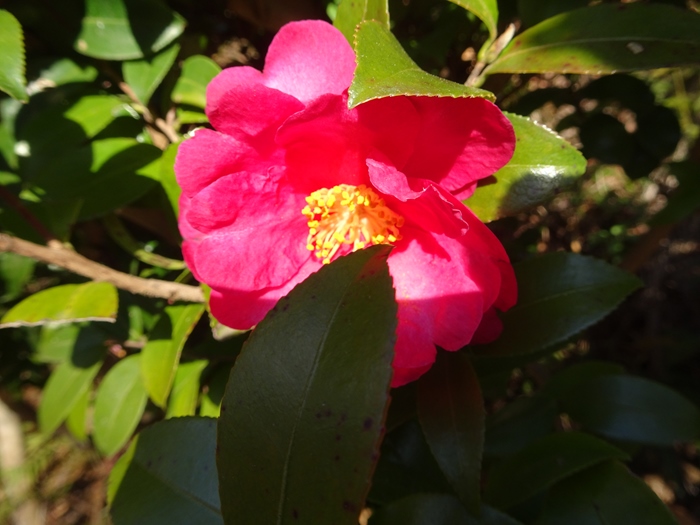 DSC01746_R.JPG