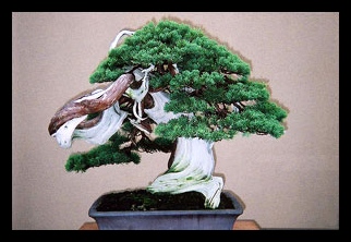 盆栽