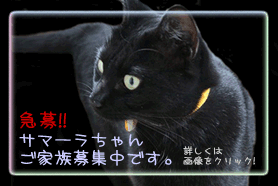 里親募集～さまーら