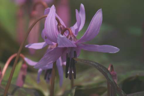 カタクリの花です。